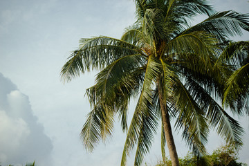 Fototapeta na wymiar tropical trees, palm trees on a background of blue cloudy sky