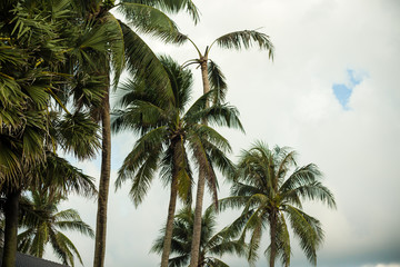 Fototapeta na wymiar tropical trees, palm trees on a background of blue cloudy sky