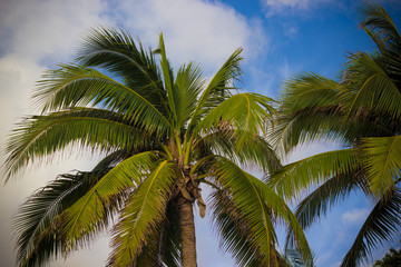 Obraz premium summer landscape, palm trees on a background of blue cloudy sky