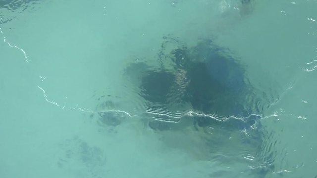 Two divers are trained in the pool. Learning to Scuba Dive in a Swimming Pool.  Discovery scuba diving course in deep pool