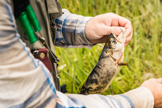 Close-up Of Fly Fisherman Removing Hook From Caught Fish. Red Lodge, Montana, USA