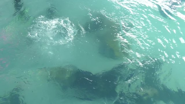 Two divers are trained in the pool. Learning to Scuba Dive in a Swimming Pool.  Discovery scuba diving course in deep pool