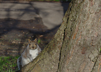 A grey squirrel is looking straight to the camera.