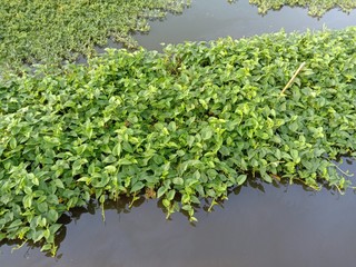 Fototapeta na wymiar Morning glory clump green fresh vegetable isolated on water surface background closeup in the canal.