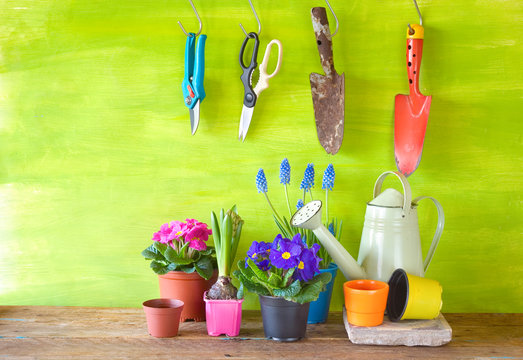 planting young flowers in the springtime with gardening tools on grungy background