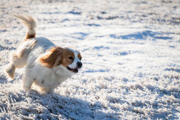 small coloured sweet dogs cavaliers running in to the snowy wild forest