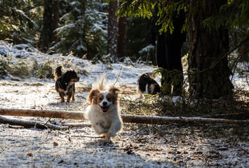 two dogs cavaliers running in to the snowy wild forest