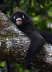 Langur monkey resting in a tree in the jungle