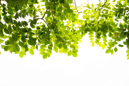 Bright nature green leaves closed up image beautiful tree and freshness on isolate background