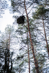 winter sunny wild forest with two dogs cavaliers running in to the snowy road