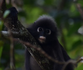 Cute young langur monkey staring at the camera