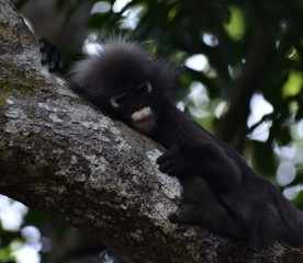 Cute langur monkey relaxing in a tree in the jungle