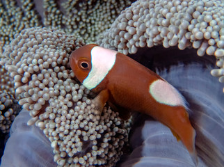 Saddleback Clownfish (Amphiprion polymnus) looking after their eggs