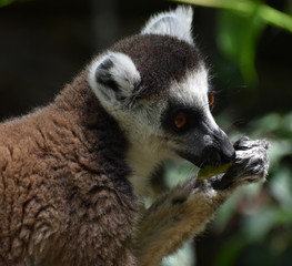 Close up of a ring-tailed lemur eating fruit in the forest