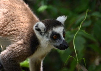 Ring-tailed lemur looking at something in the forest