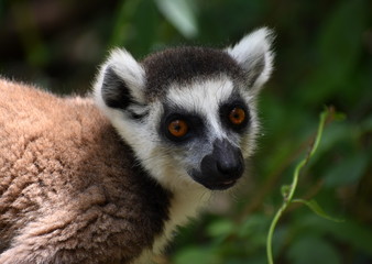 Obraz premium Beautiful ring-tailed lemur looking at the camera in the jungle