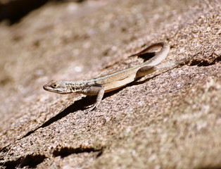 Brown lizard camouflaged on a rock