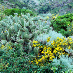 Kanarenflora