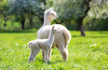 Alpaca with offspring, South American mammal