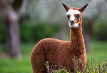 Portrait of a young Alpaca, a South American mammal