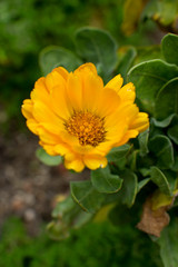 primer plano de flor amarilla sobre fondo verde