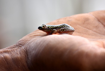 Small tropical frog sitting on someones hand