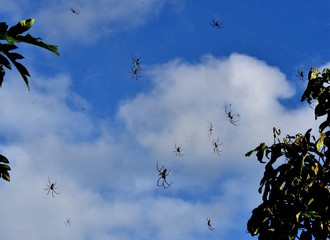 Sky full of golden orb spiders on their webs between trees