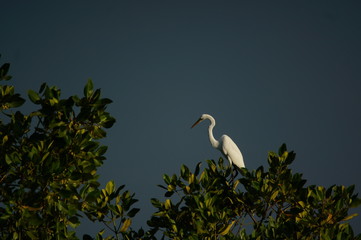 Great egret (Ardea alba) perched on a tree branch