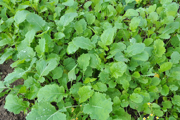 Mustard sprouts grown for organic green fertilizer