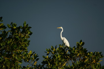 Great egret (Ardea alba) perched on a tree branch