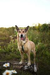 Loyal dog standing amidst chamomiles at summer day