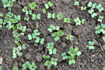 Mustard sprouts grown for organic green fertilizer