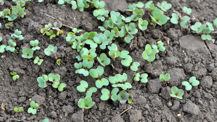 Mustard sprouts grown for organic green fertilizer