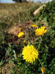 Yellow flowers blooming in the field.