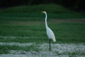 Great egret (Ardea alba) perched on watery soil