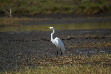 Great egret (Ardea alba) perched on watery soil
