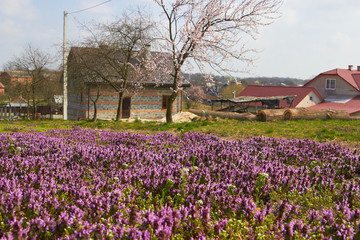 Obraz premium landscape of purple flowers with house,landscape in the village with purple flowers on a background of rural houses