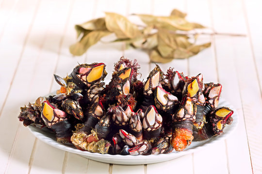 barnacles percebes fresh with bay leafs in background , shellfish of galicia  ,  spain