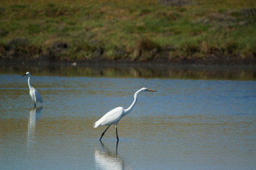 Great egret (Ardea alba) perched on watery soil