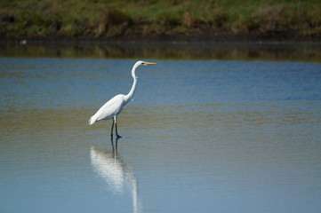 Great egret (Ardea alba) perched on watery soil