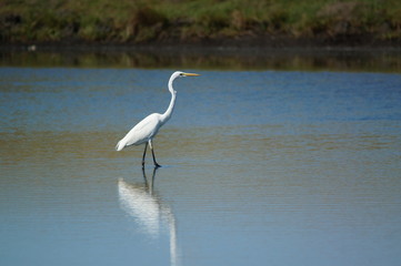 Great egret (Ardea alba) perched on watery soil