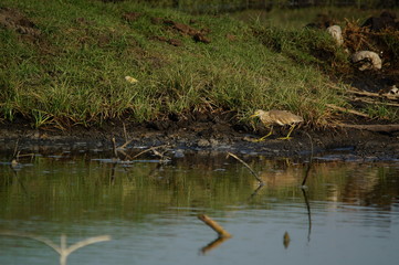 Naklejka na ściany i meble Javan pond heron (Ardeola speciosa) perched on the ground