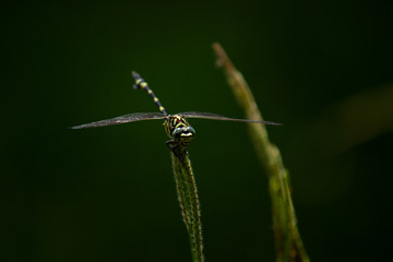 Closeup macro of Australian Tiger dragonfly resting on grass