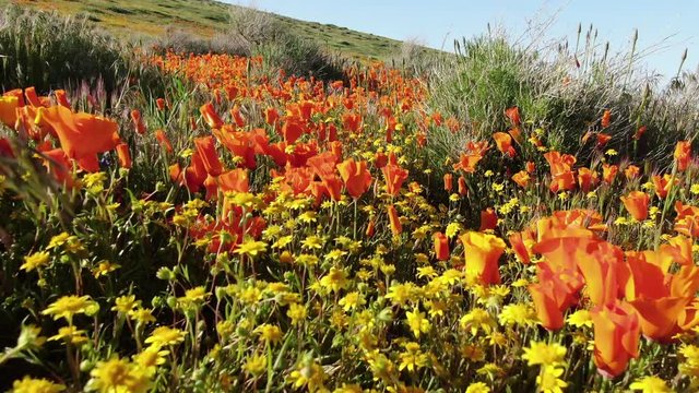 ugs Eye View Poppy Flowers Super Bloom in Antelope Valley California 