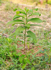 Young Avocado tree on plant in asia