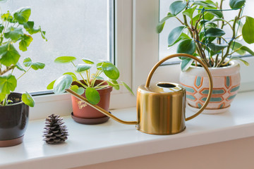 Gold watering can metal aluminum brass watering vessel, potted flowers on the windowsill