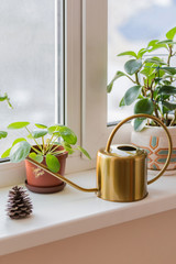 Gold watering can metal aluminum brass watering vessel, potted flowers on the windowsill