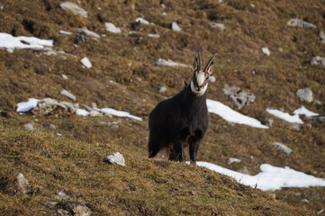 Gemse am Sonnwendjoch