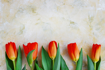 Red-yellow tulips on a light background. Spring - poster with free text space, card with spring flowers