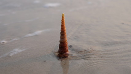 Fototapeta na wymiar Single shell on the beach, shell on the sand
